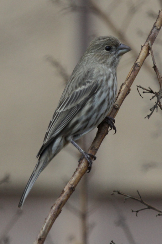 female house finch